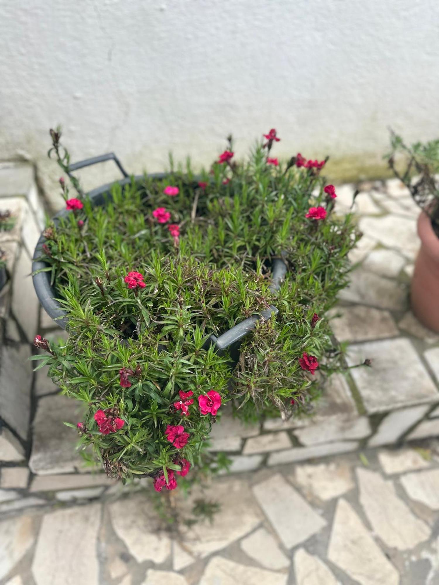 Gjirokastër Villa Braho מראה חיצוני תמונה