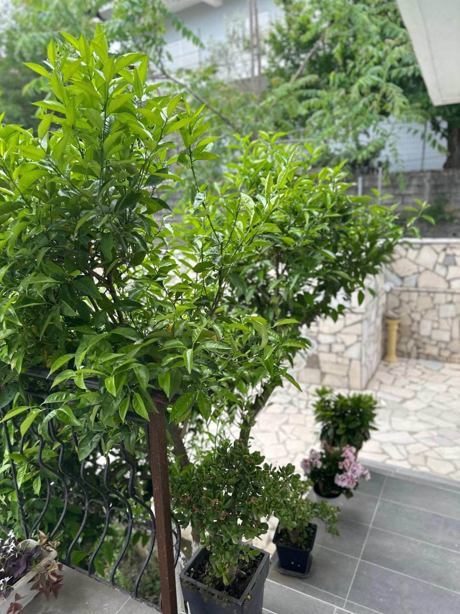 Gjirokastër Villa Braho מראה חיצוני תמונה
